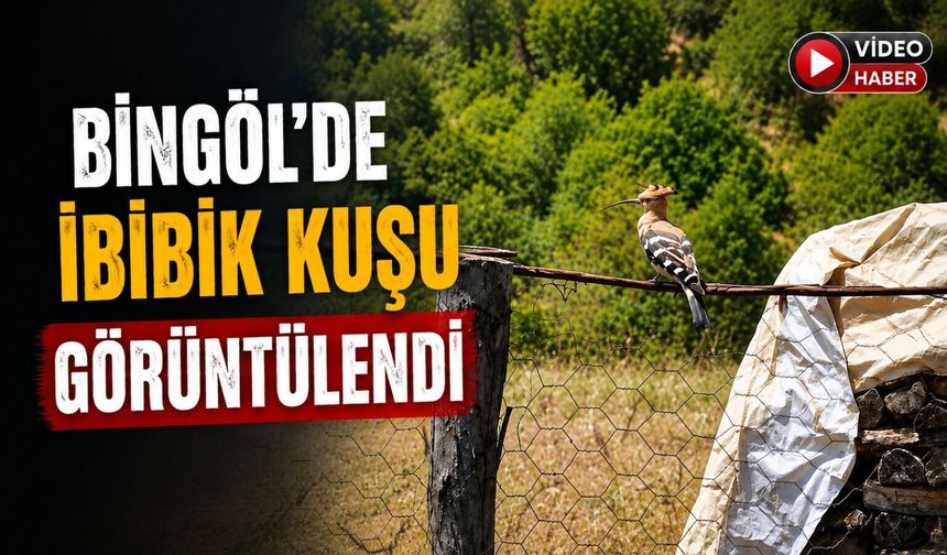 Bingöl'de İbibik Kuşu Görüntülendi