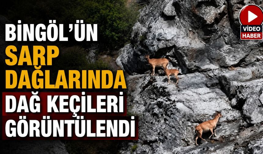Bingöl’ün Sarp Dağlarında Dağ Keçileri Görüntülendi
