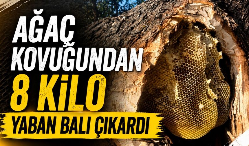 Ağaç Kovugundan 8 Kilo Yaban Balı Çıktı