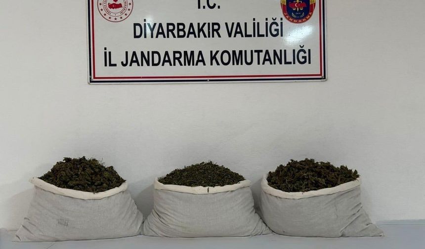 Uyuşturucu Operasyonları: 253 Bin Kök Kenevir Ele Geçirildi