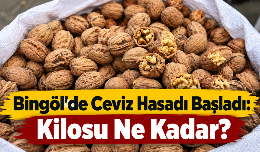 Bingöl’de Ceviz Hasadı Başladı: Kilosu Ne Kadar?