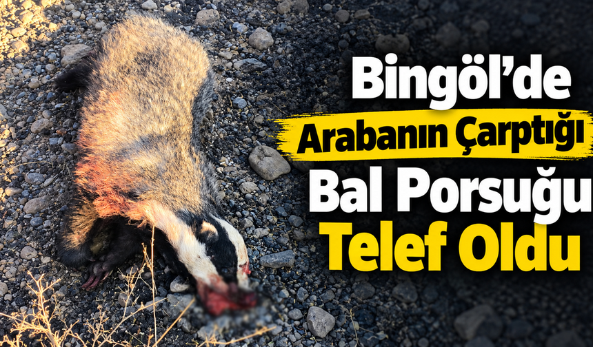 Bingöl’de Arabanın Çarptığı Bal Porsuğu Telef Oldu