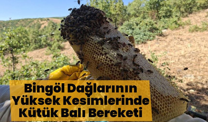 Bingöl Dağlarının Yüksek Kesimlerinde Kütük Balı Bereketi