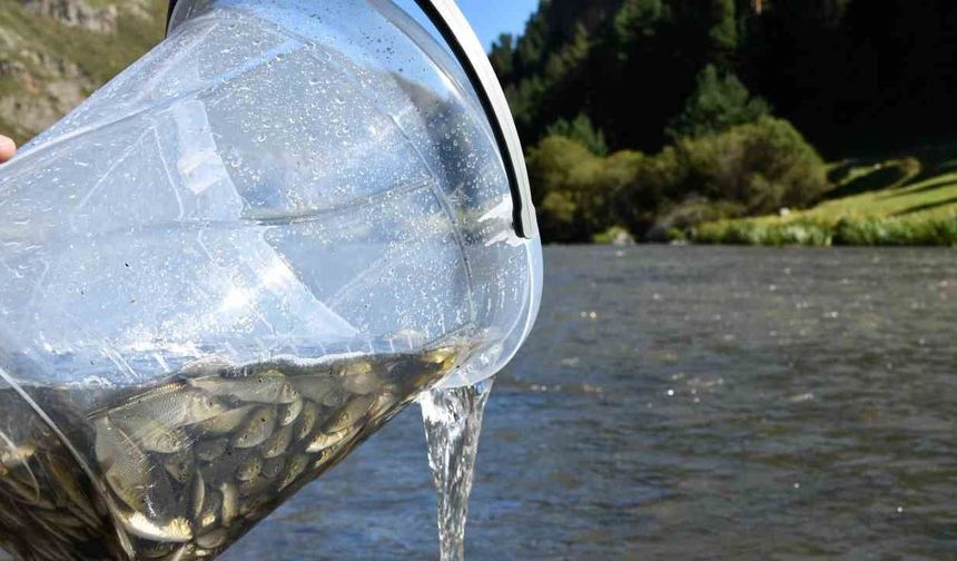 Kura Nehri'ne 300 Bin Yavru Sazan Salındı