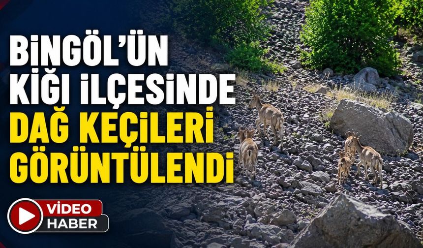 Bingöl’ün Kiğı İlçesinde Dağ Keçileri Görüntülendi