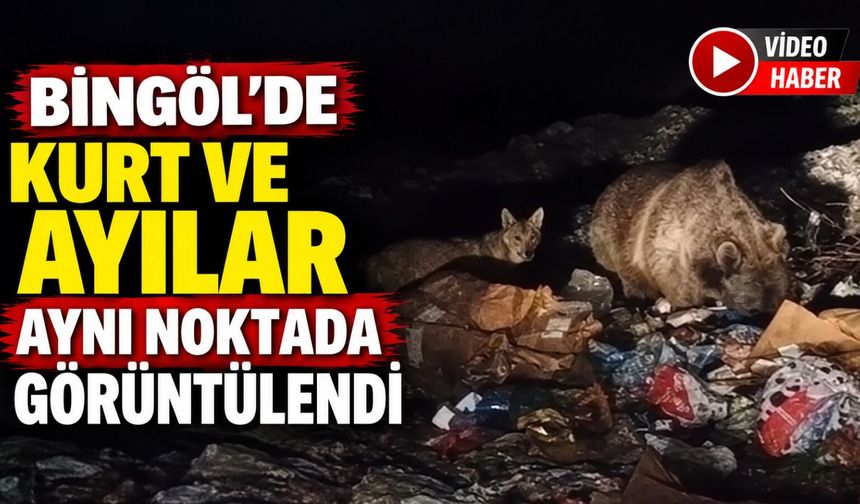 Bingöl’de Kurt Ve Ayılar Aynı Noktada Görüntülendi