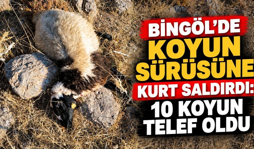 Bingöl’de Koyun Sürüsüne Kurt Saldırdı: 10 Koyun Telef Oldu