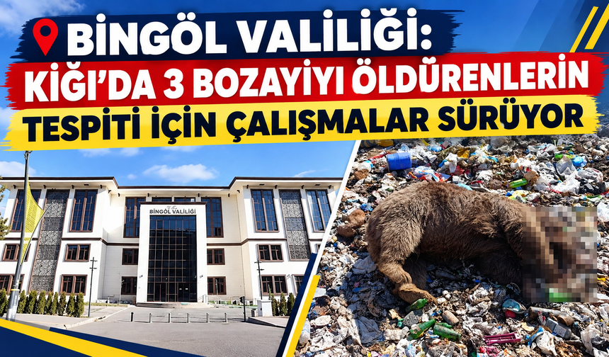 Bingöl Valiliği: 3 Boz Ayıyı Öldürenlerin Tespiti için Çalışmalar Kararlılıkla Sürdürülüyor