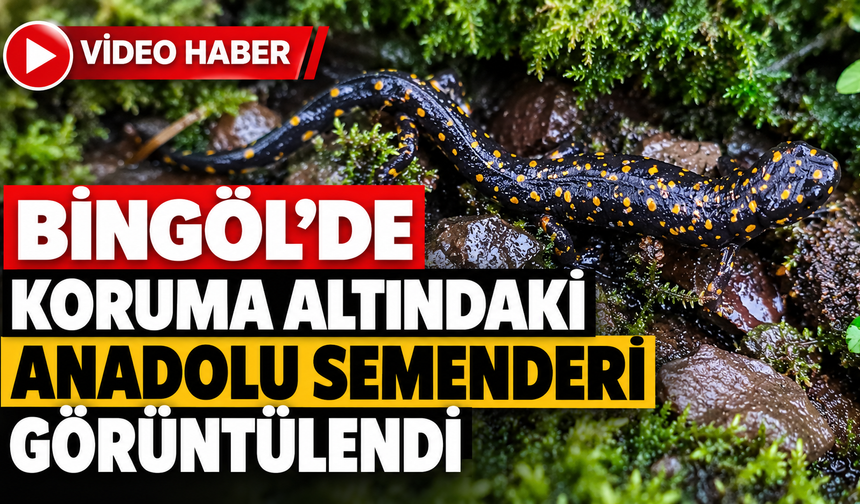 Bingöl’de Koruma Altındaki Anadolu Semenderi Görüntülendi