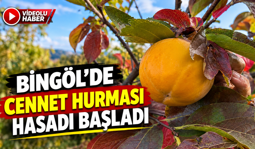 Bingöl’de Cennet Hurması Hasadı Başladı
