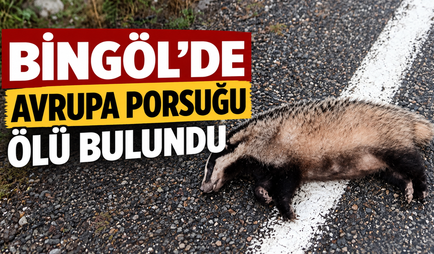 Bingöl’de Avrupa Porsuğu Ölü Bulundu