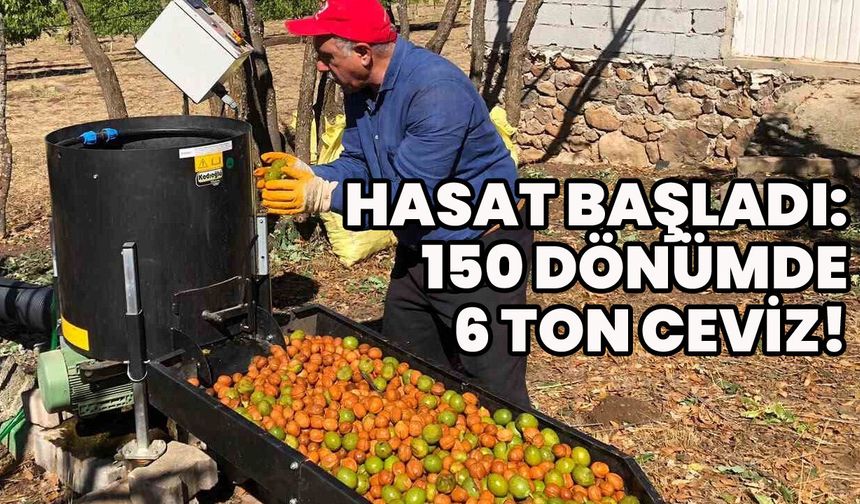 Bingöl'de Ceviz Hasadı Heyecanı!