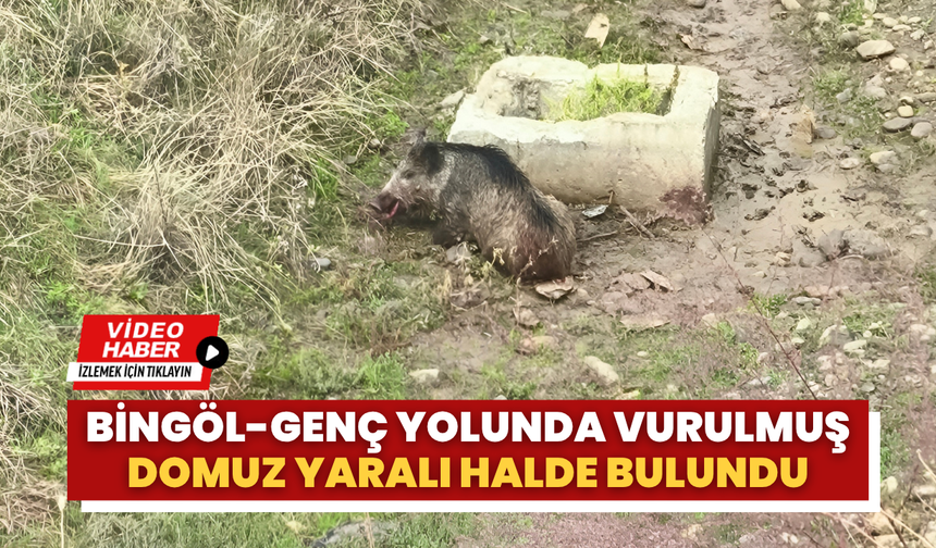 Bingöl-Genç Yolunda Vurulmuş Domuz Yaralı Halde Bulundu