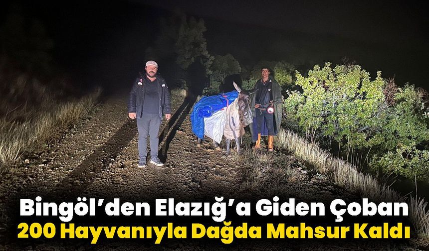 Bingöl’den Elazığ’a Giden Çoban 200 Hayvanıyla Dağda Mahsur Kaldı