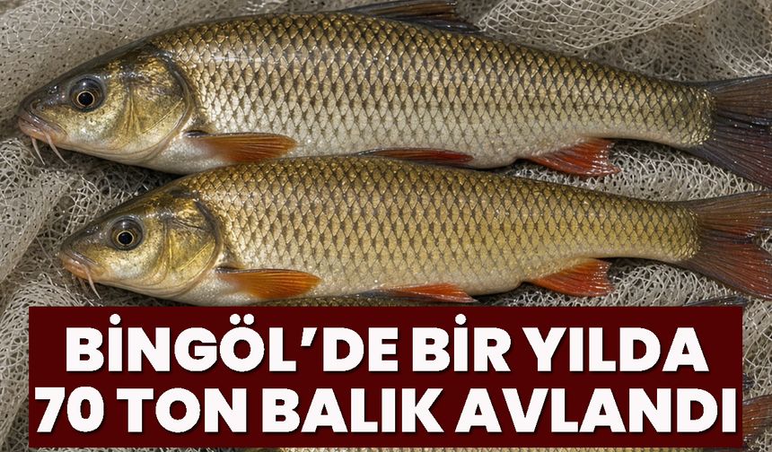 Bingöl’de Bir Yılda 70 Ton Balık Avlandı