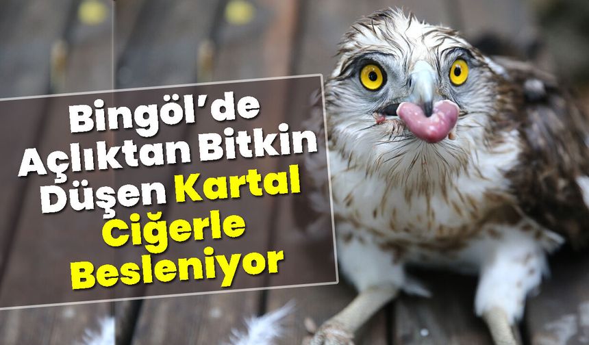 Bingöl’de Açlıktan Bitkin Düşen Kartal Ciğerle Besleniyor