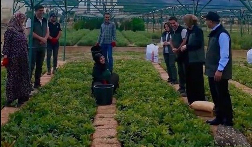 Vali Çelik, Bingöl Orman Fidanlığını Ziyaret Etti