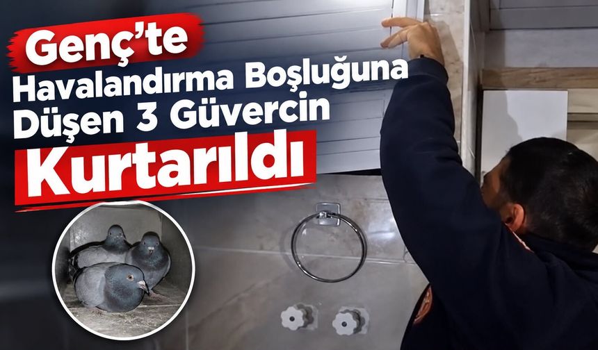 Genç’te Havalandırma Boşluğuna Düşen 3 Güvercin Kurtarıldı