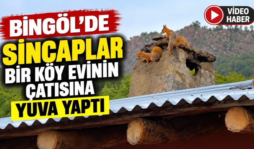 Bingöl’de Sincaplar Bir Köy Evinin Çatısına Yuva Yaptı