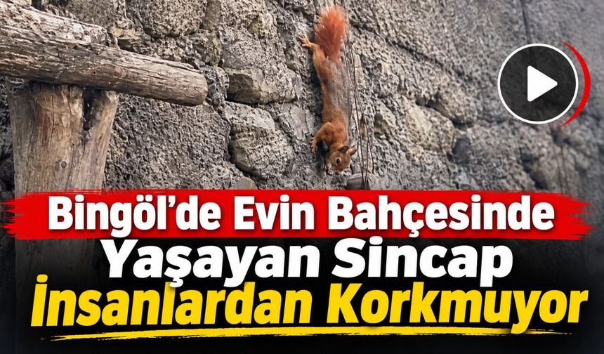 Bingöl’de İnsanlardan Korkmayan Sincap Bahçeye Yerleşti